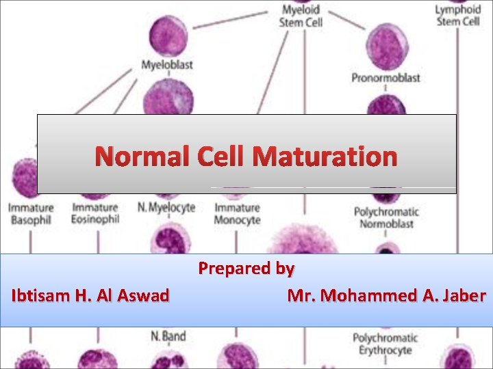 Normal Cell Maturation Ibtisam H. Al Aswad Prepared by Mr. Mohammed A. Jaber 