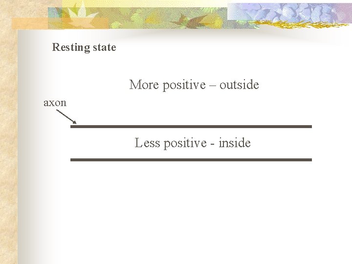 Resting state More positive – outside axon Less positive - inside 