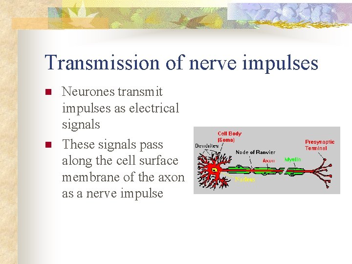 Transmission of nerve impulses n n Neurones transmit impulses as electrical signals These signals