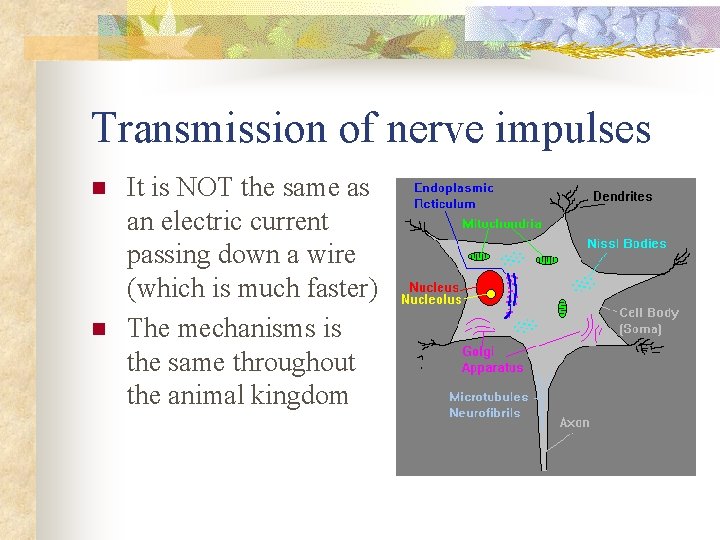 Transmission of nerve impulses n n It is NOT the same as an electric