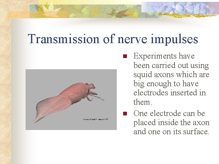 Transmission of nerve impulses n n Experiments have been carried out using squid axons