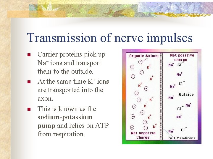 Transmission of nerve impulses n n n Carrier proteins pick up Na+ ions and