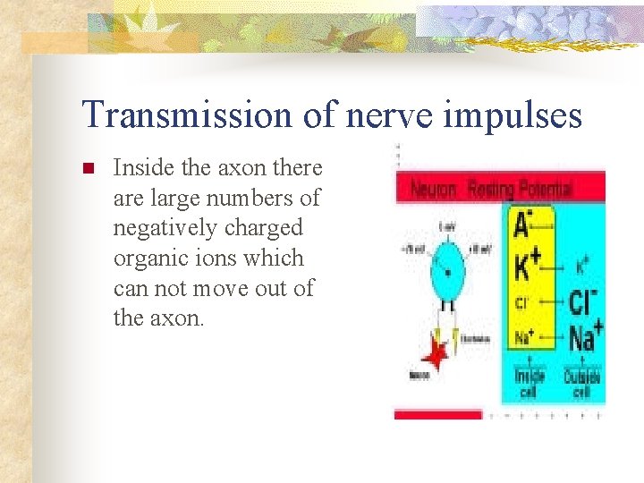 Transmission of nerve impulses n Inside the axon there are large numbers of negatively