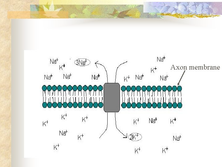 Axon membrane 