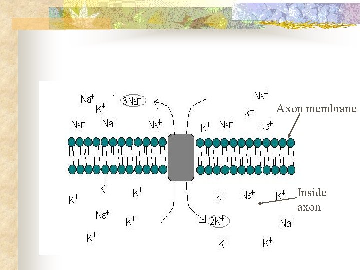 Axon membrane Inside axon 