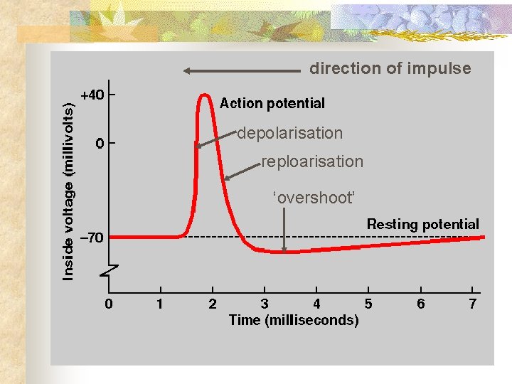 direction of impulse depolarisation reploarisation ‘overshoot’ 