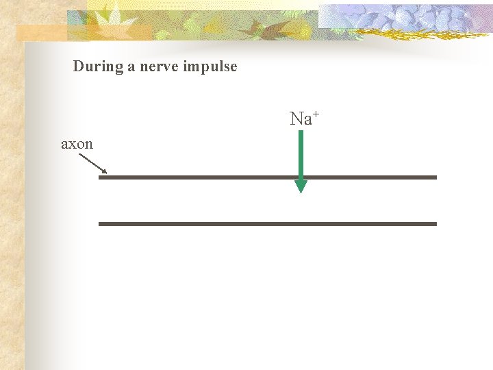 During a nerve impulse Na+ axon 