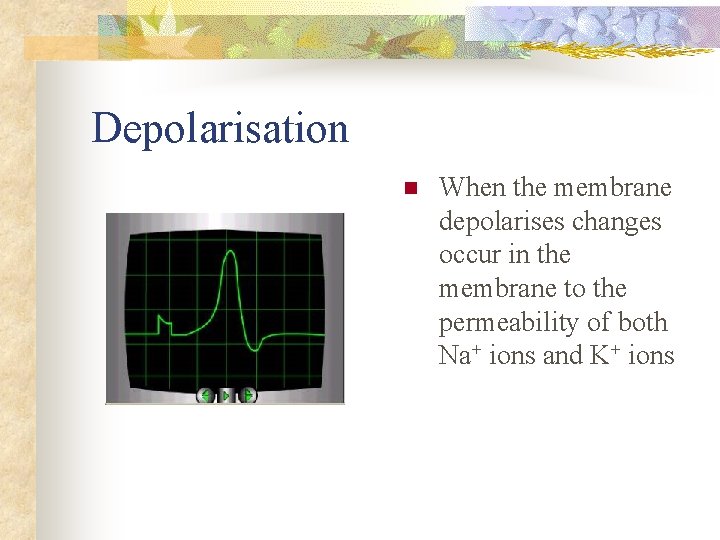 Depolarisation n When the membrane depolarises changes occur in the membrane to the permeability