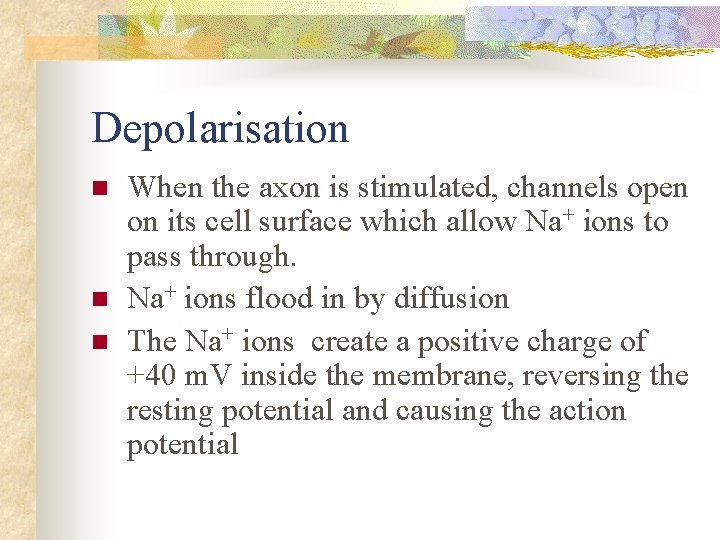 Depolarisation n When the axon is stimulated, channels open on its cell surface which