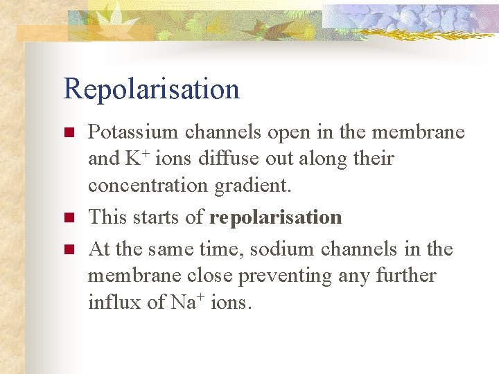 Repolarisation n Potassium channels open in the membrane and K+ ions diffuse out along