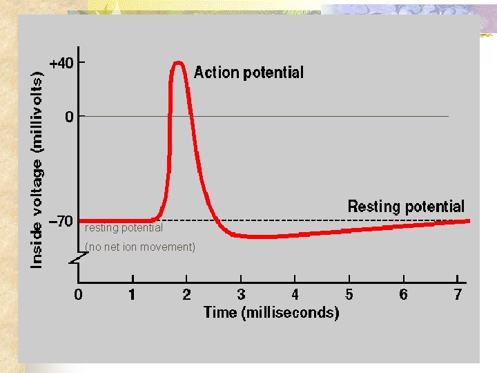 resting potential (no net ion movement) 