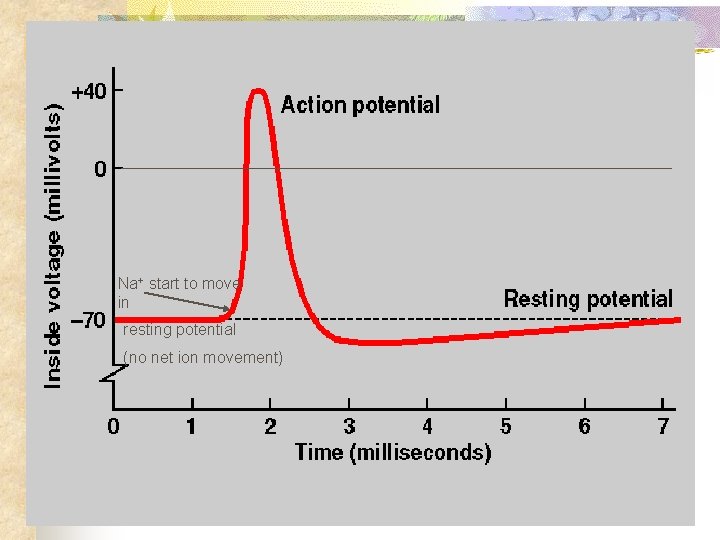 Na+ start to move in resting potential (no net ion movement) 