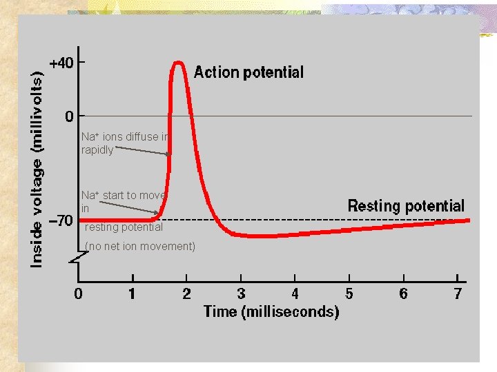 Na+ ions diffuse in rapidly Na+ start to move in resting potential (no net