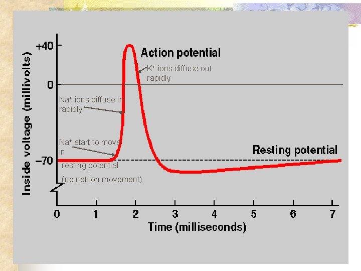 K+ ions diffuse out rapidly Na+ ions diffuse in rapidly Na+ start to move