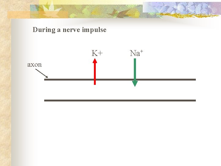 During a nerve impulse K+ axon Na+ 