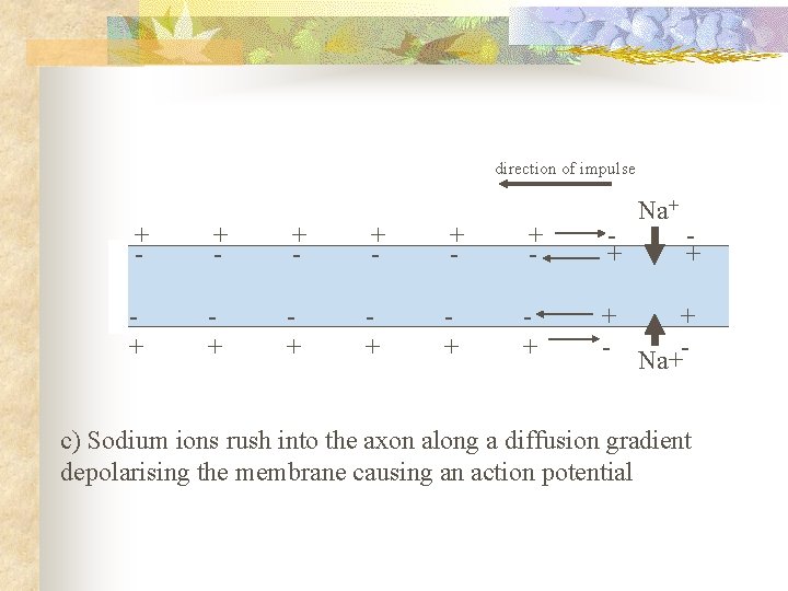 direction of impulse Na+ + - + - + - + + + +