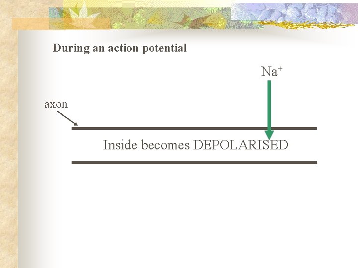 During an action potential Na+ axon Inside becomes DEPOLARISED 