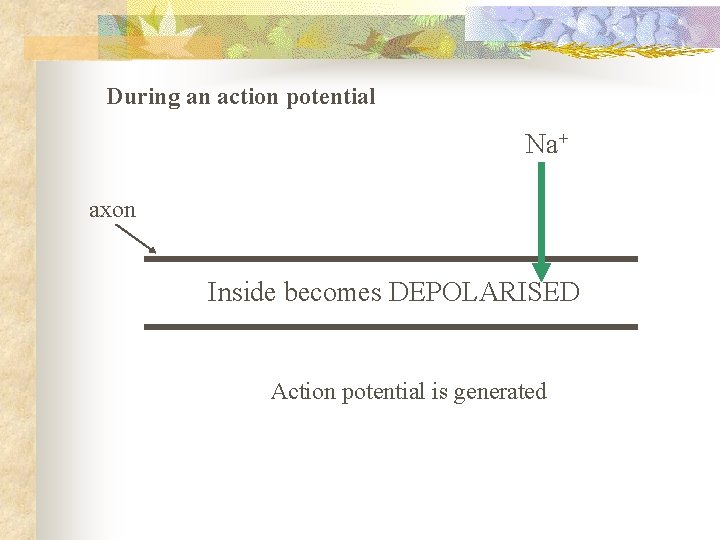 During an action potential Na+ axon Inside becomes DEPOLARISED Action potential is generated 