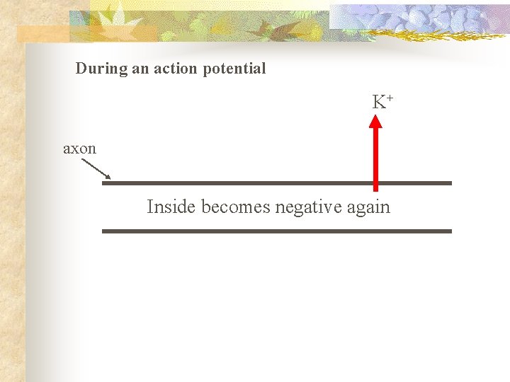 During an action potential K+ axon Inside becomes negative again 