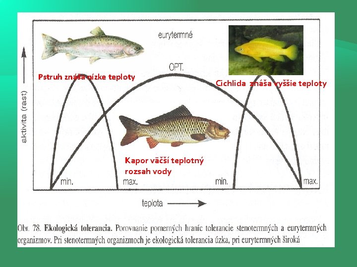 Pstruh znáša nízke teploty Kapor väčší teplotný rozsah vody Cichlida znáša vyššie teploty 