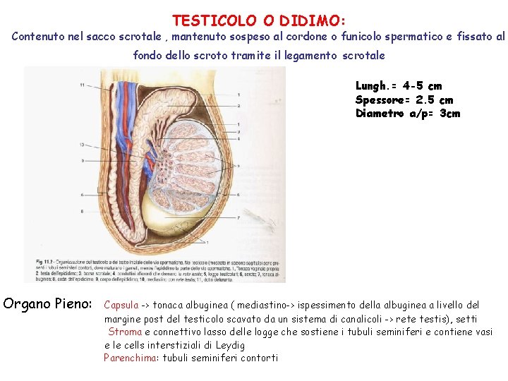 Anello Di Compressione Dello Scroto Maschile In Silicone - Foto 4