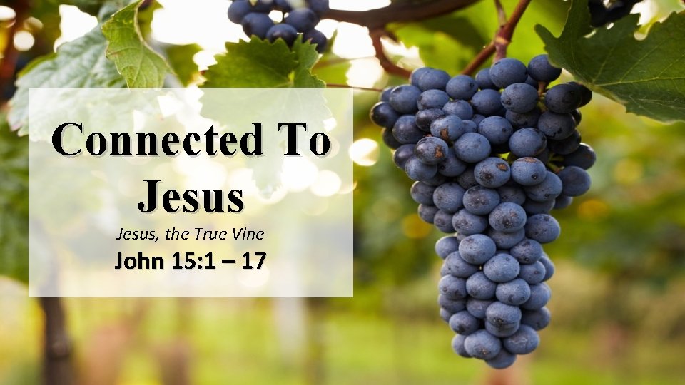 Connected To Jesus, the True Vine John 15: 1 – 17 