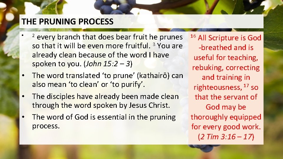 THE PRUNING PROCESS every branch that does bear fruit he prunes 16 All Scripture