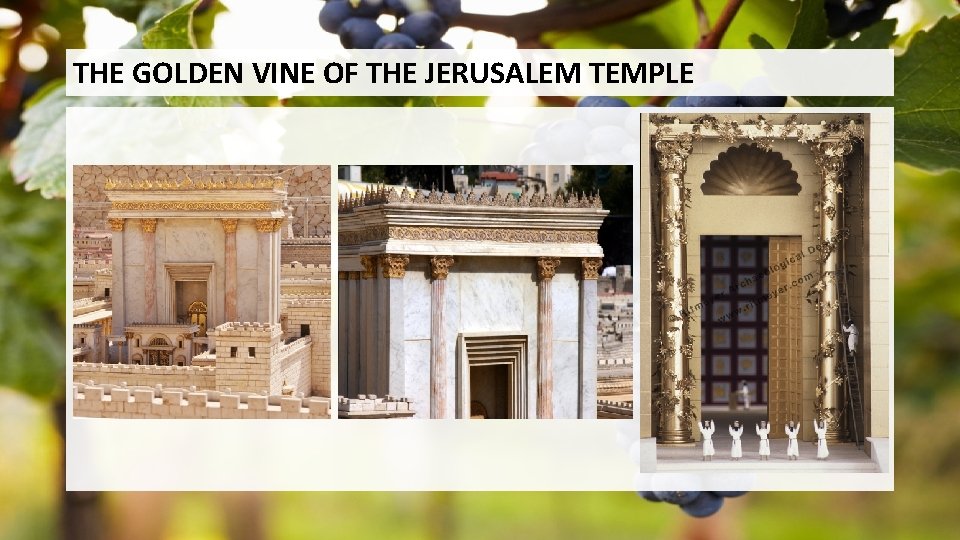 THE GOLDEN VINE OF THE JERUSALEM TEMPLE Connected to Jesus the True Vine John