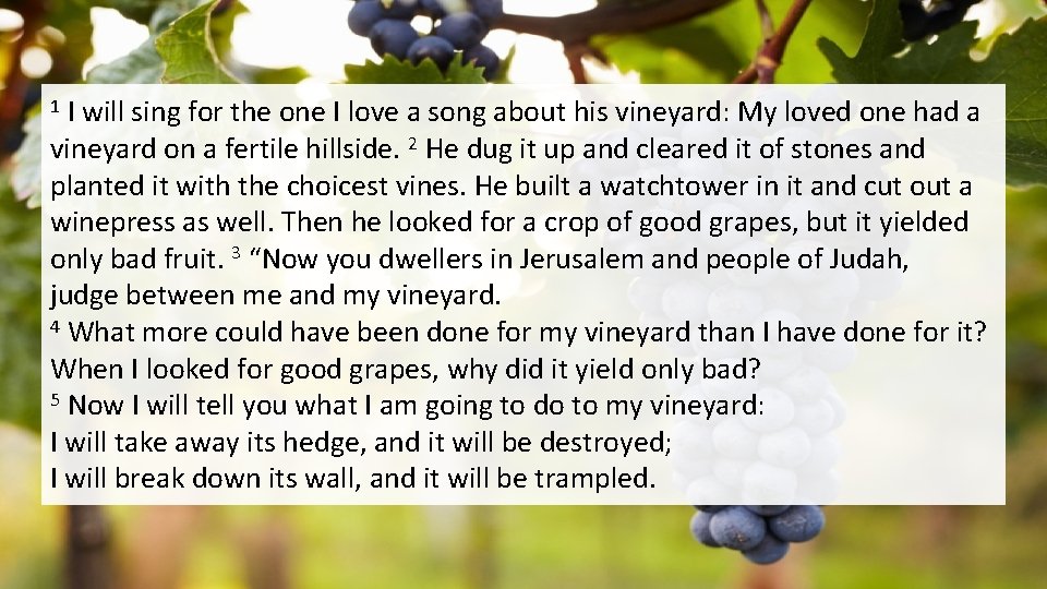 I will sing for the one I love a song about his vineyard: My