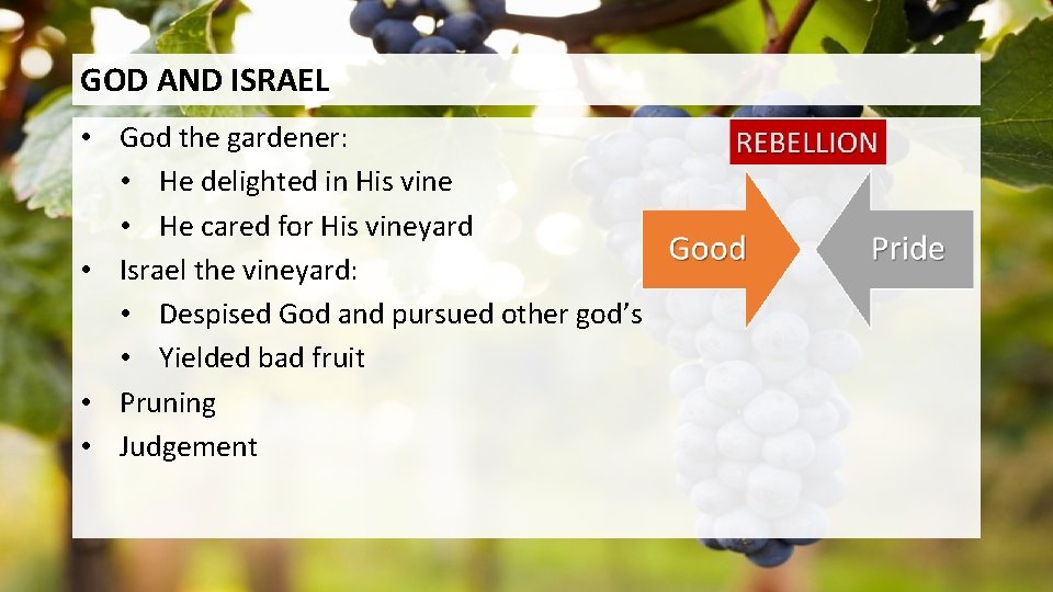 GOD AND ISRAEL • God the gardener: • He delighted in His vine •