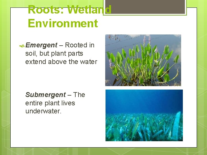 Roots: Wetland Environment Emergent – Rooted in soil, but plant parts extend above the Roots: Wetland Environment Emergent – Rooted in soil, but plant parts extend above the