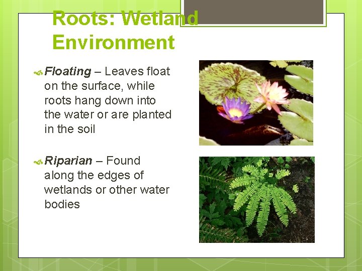 Roots: Wetland Environment Floating – Leaves float on the surface, while roots hang down Roots: Wetland Environment Floating – Leaves float on the surface, while roots hang down