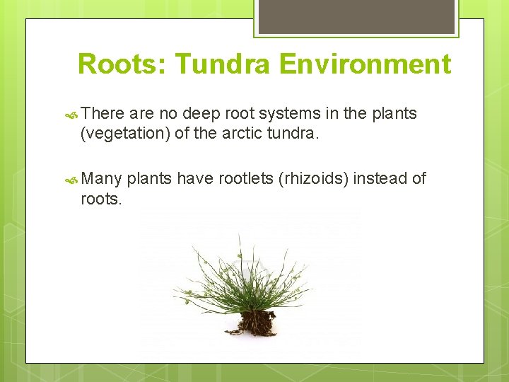 Roots: Tundra Environment There are no deep root systems in the plants (vegetation) of Roots: Tundra Environment There are no deep root systems in the plants (vegetation) of