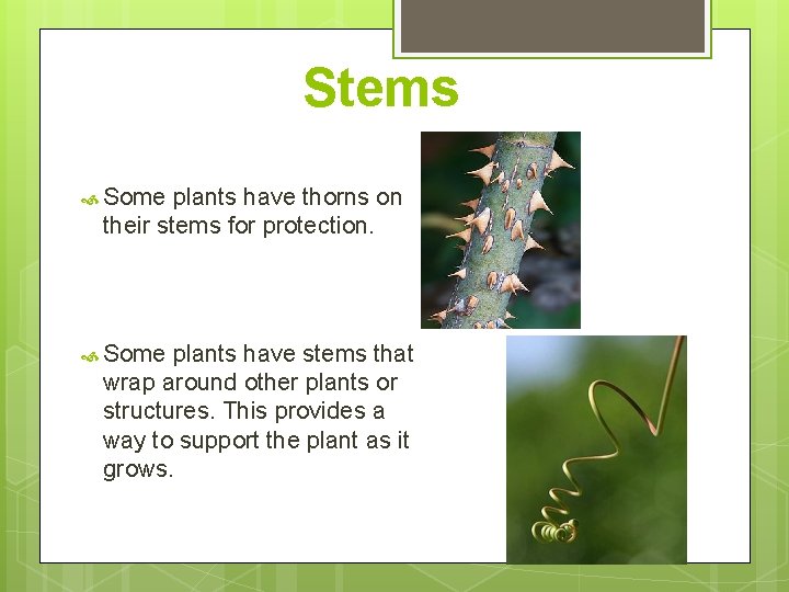 Stems Some plants have thorns on their stems for protection. Some plants have stems Stems Some plants have thorns on their stems for protection. Some plants have stems
