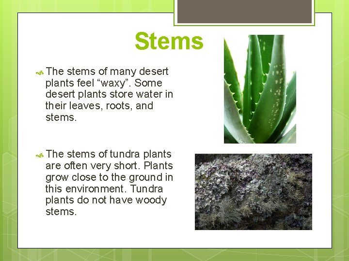 Stems The stems of many desert plants feel “waxy”. Some desert plants store water Stems The stems of many desert plants feel “waxy”. Some desert plants store water