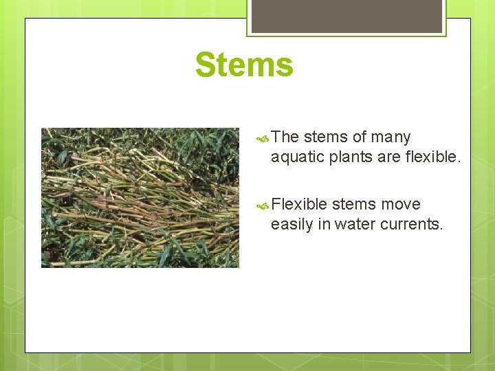 Stems The stems of many aquatic plants are flexible. Flexible stems move easily in Stems The stems of many aquatic plants are flexible. Flexible stems move easily in