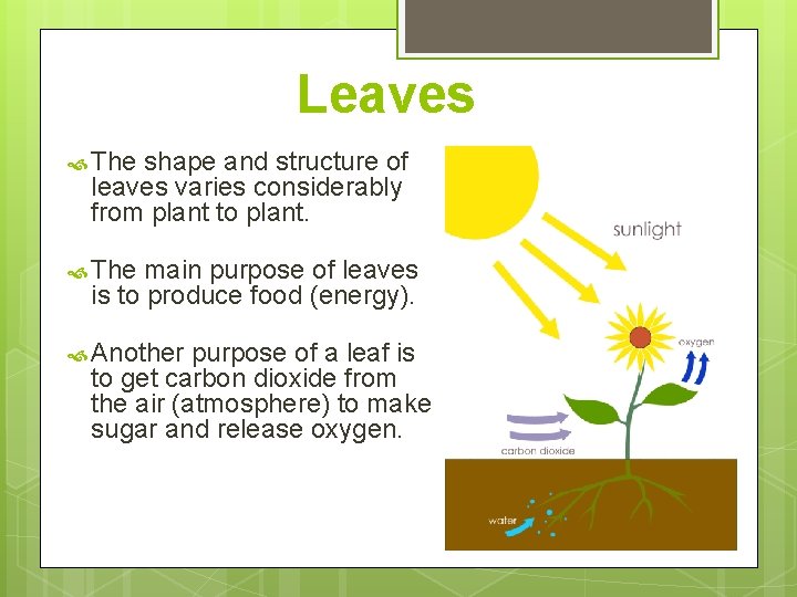 Leaves The shape and structure of leaves varies considerably from plant to plant. The Leaves The shape and structure of leaves varies considerably from plant to plant. The