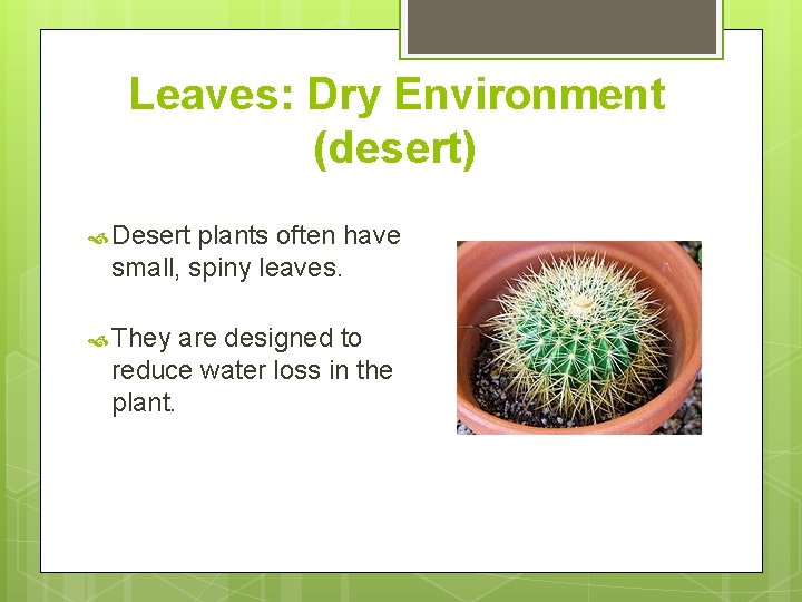 Leaves: Dry Environment (desert) Desert plants often have small, spiny leaves. They are designed Leaves: Dry Environment (desert) Desert plants often have small, spiny leaves. They are designed