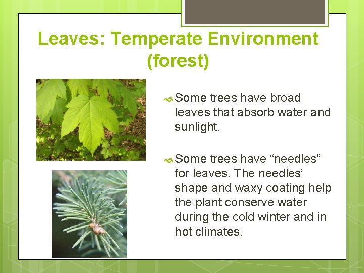 Leaves: Temperate Environment (forest) Some trees have broad leaves that absorb water and sunlight. Leaves: Temperate Environment (forest) Some trees have broad leaves that absorb water and sunlight.