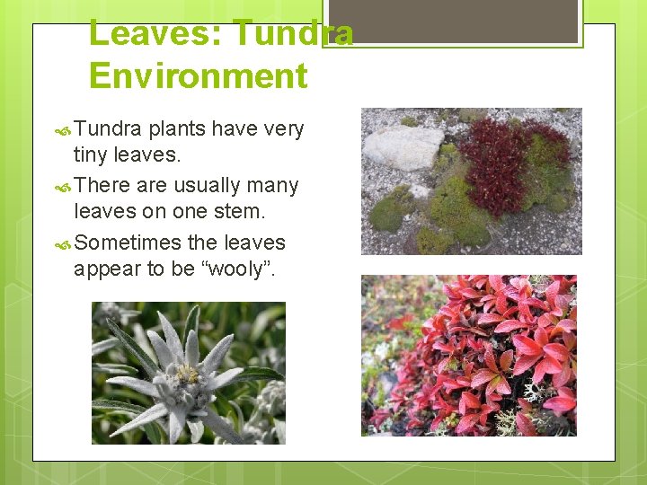 Leaves: Tundra Environment Tundra plants have very tiny leaves. There are usually many leaves Leaves: Tundra Environment Tundra plants have very tiny leaves. There are usually many leaves