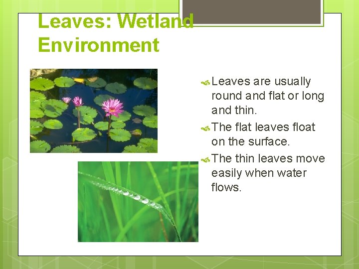 Leaves: Wetland Environment Leaves are usually round and flat or long and thin. The Leaves: Wetland Environment Leaves are usually round and flat or long and thin. The