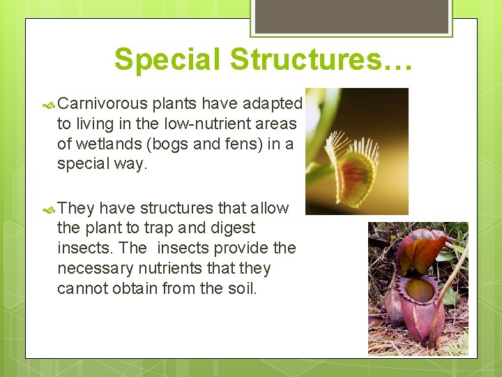 Special Structures… Carnivorous plants have adapted to living in the low-nutrient areas of wetlands Special Structures… Carnivorous plants have adapted to living in the low-nutrient areas of wetlands