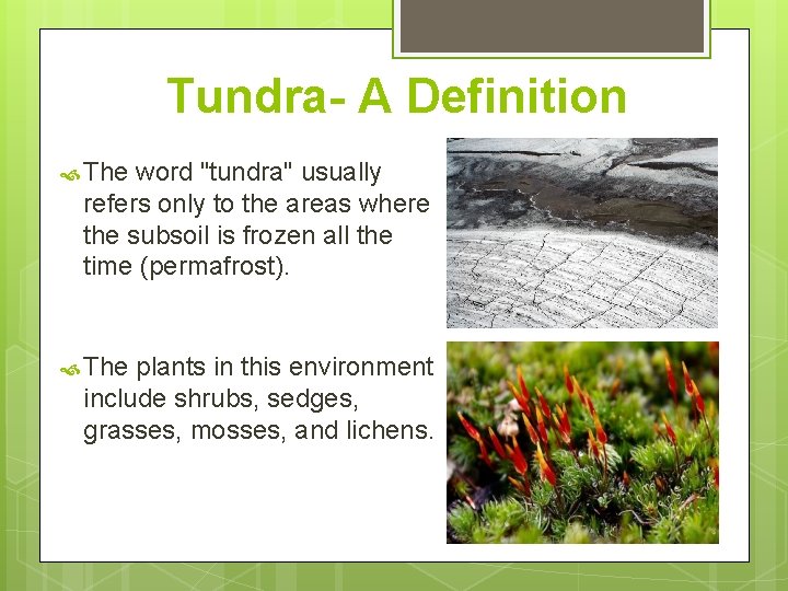 Tundra- A Definition The word "tundra" usually refers only to the areas where the Tundra- A Definition The word "tundra" usually refers only to the areas where the