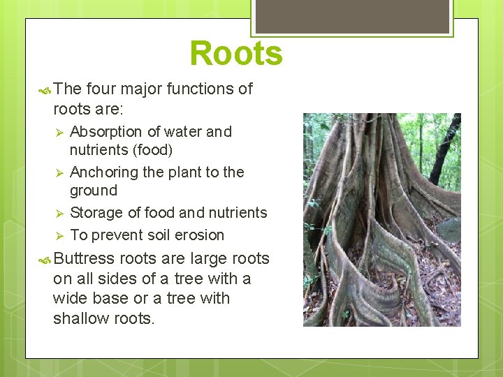 Roots The four major functions of roots are: Ø Ø Absorption of water and Roots The four major functions of roots are: Ø Ø Absorption of water and