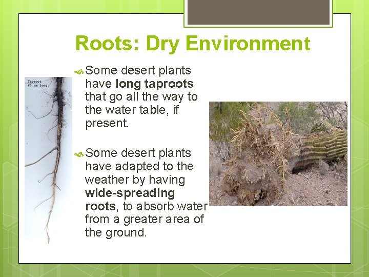 Roots: Dry Environment Some desert plants have long taproots that go all the way Roots: Dry Environment Some desert plants have long taproots that go all the way