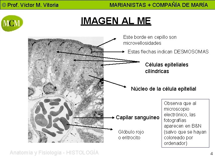 © Prof. Víctor M. Vitoria MARIANISTAS + COMPAÑÍA DE MARÍA IMAGEN AL ME Este