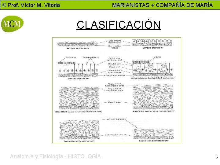 © Prof. Víctor M. Vitoria MARIANISTAS + COMPAÑÍA DE MARÍA CLASIFICACIÓN Anatomía y Fisiología