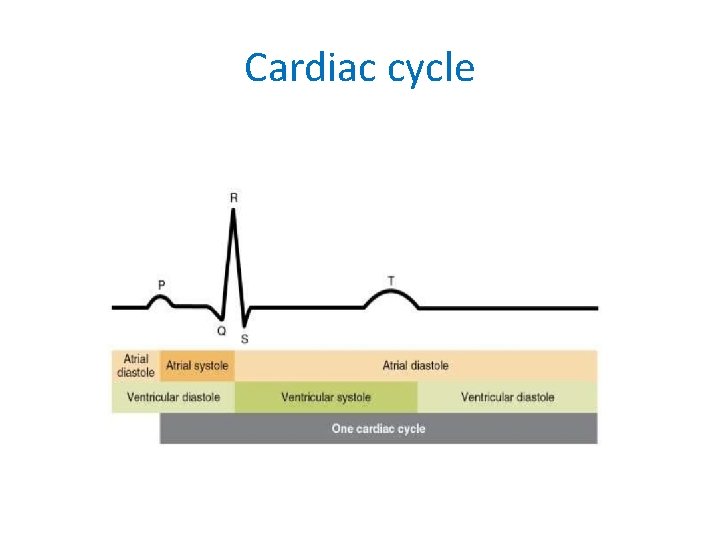 Cardiac cycle 