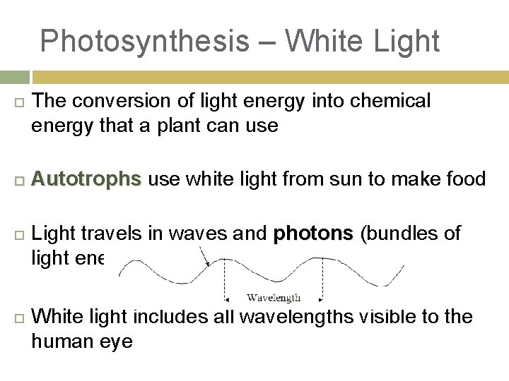 Photosynthesis – White Light The conversion of light energy into chemical energy that a