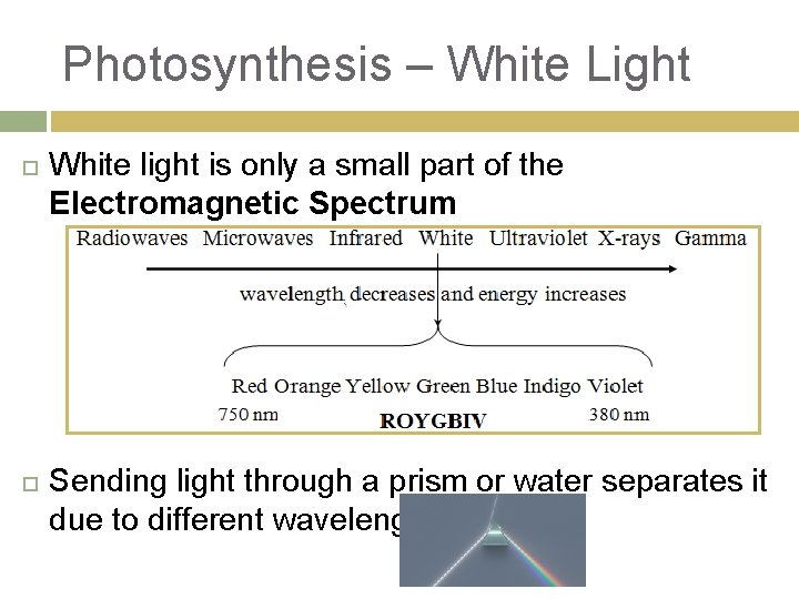 Photosynthesis – White Light White light is only a small part of the Electromagnetic